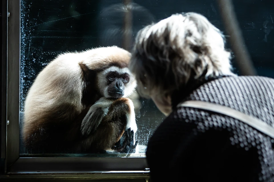 В нашем зоопарке живут представители десятка видов приматов, любоваться которыми можно безо всяких опасений чем-либо заразиться.