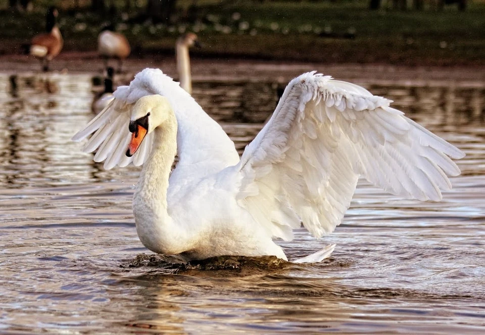 Фото: pexels.com