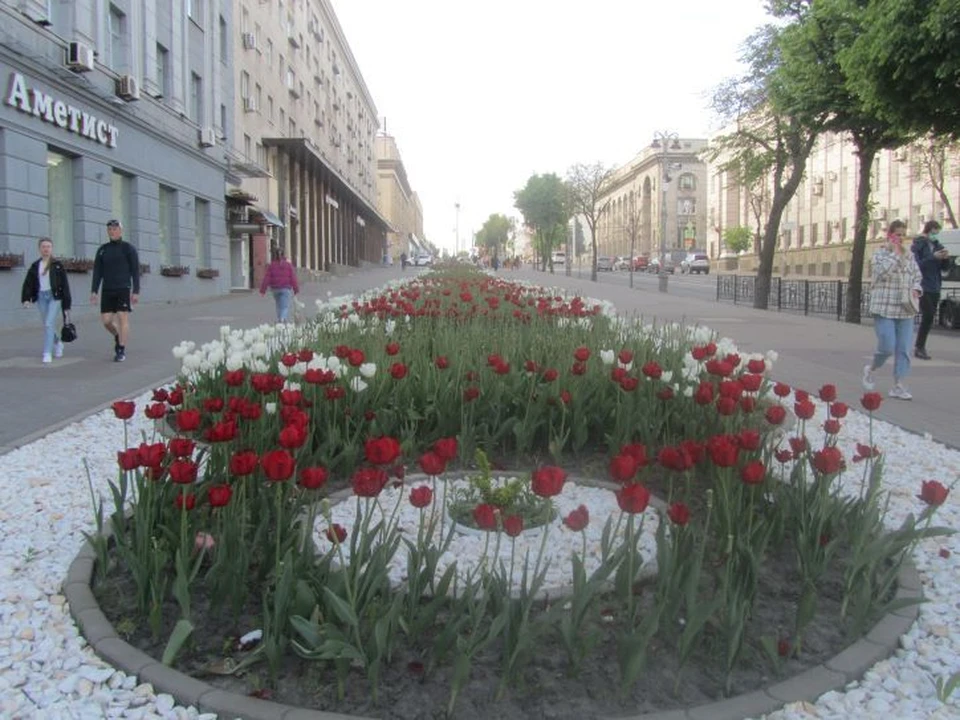 Больше 32 тысяч цветов украсят улицу Ленина в Курске