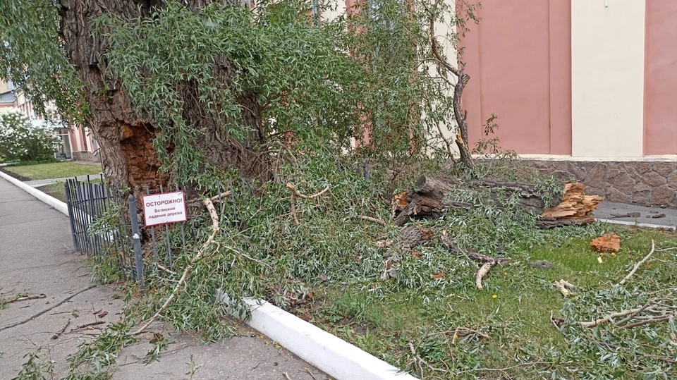 Дереву долгое время принадлежал статус памятника природы. Фото: Кирилл Степанов