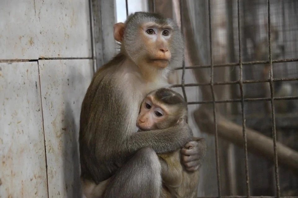 Всемирная сеть здравоохранения объявила вспышку оспы обезьян пандемией