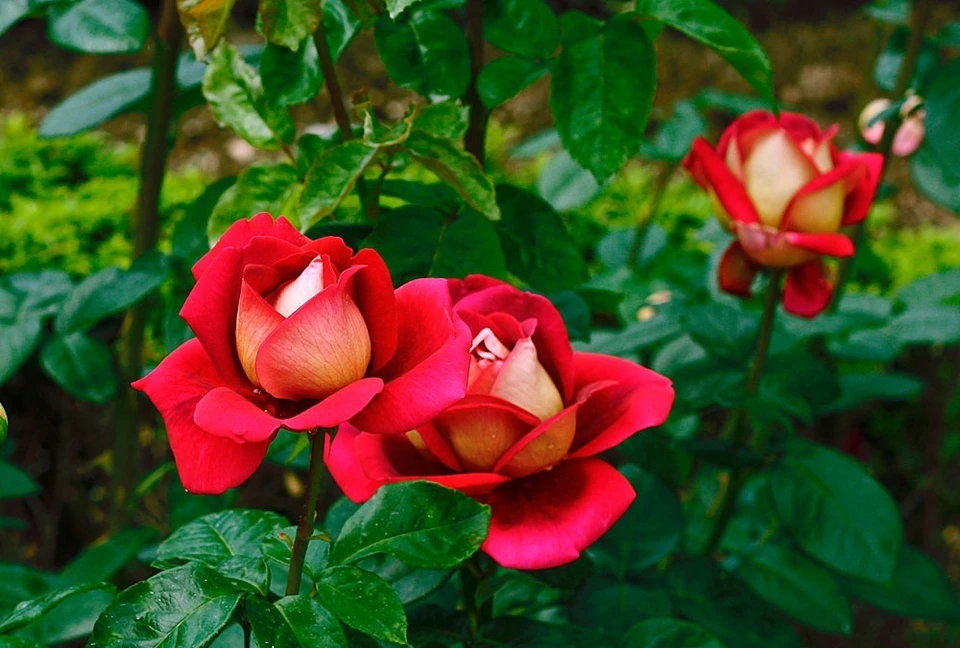 На ЮБК цветут розы. Фото: Игорь Самусенко/Никитский ботанический сад (НБС-ННЦ РАН)/VK