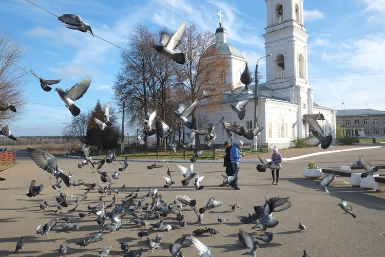 Голубиный орнитоз и бешенство: зоолог рассказал, чем опасны животные, которые встречаются в Ростове