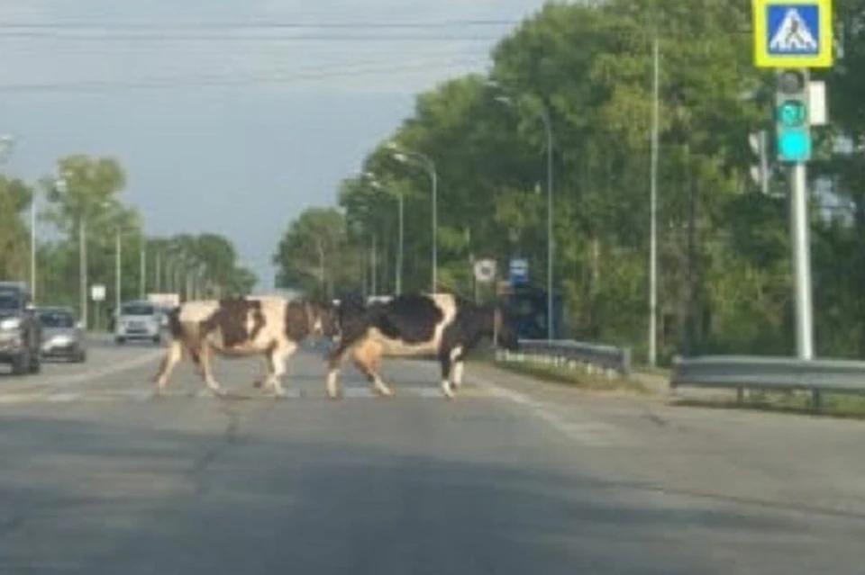 Пассажир сфотографировал, как коровы переходят на красный
