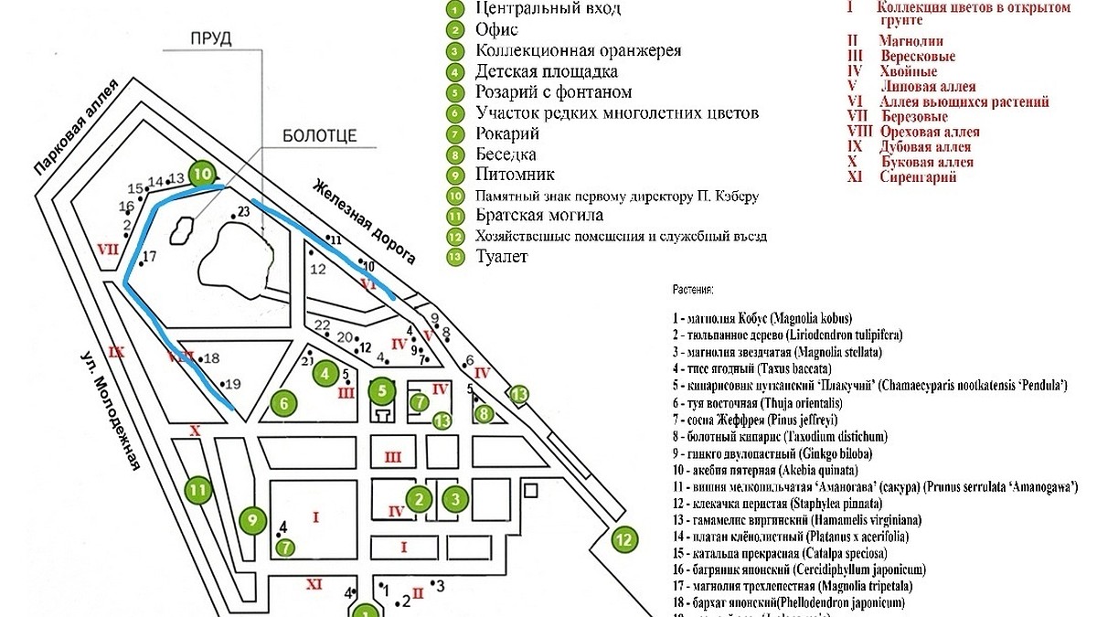 Калининградцам рассказали, где искать тень в Ботаническом саду - KP.RU