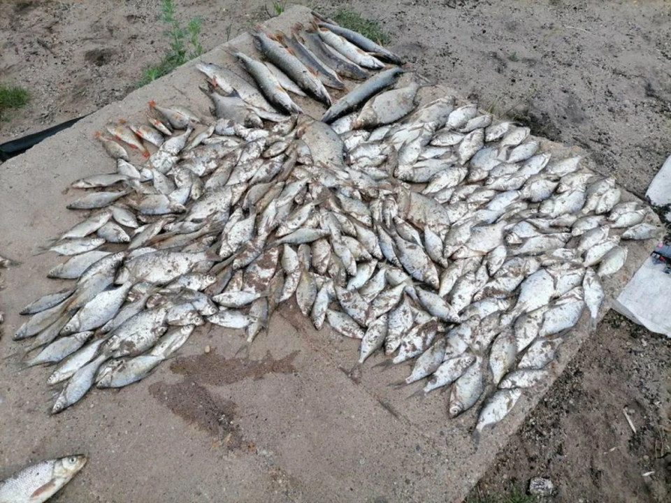 Полицейские изъяли запрещённые орудия лова, моторную лодку и незаконно выловленную рыбу.