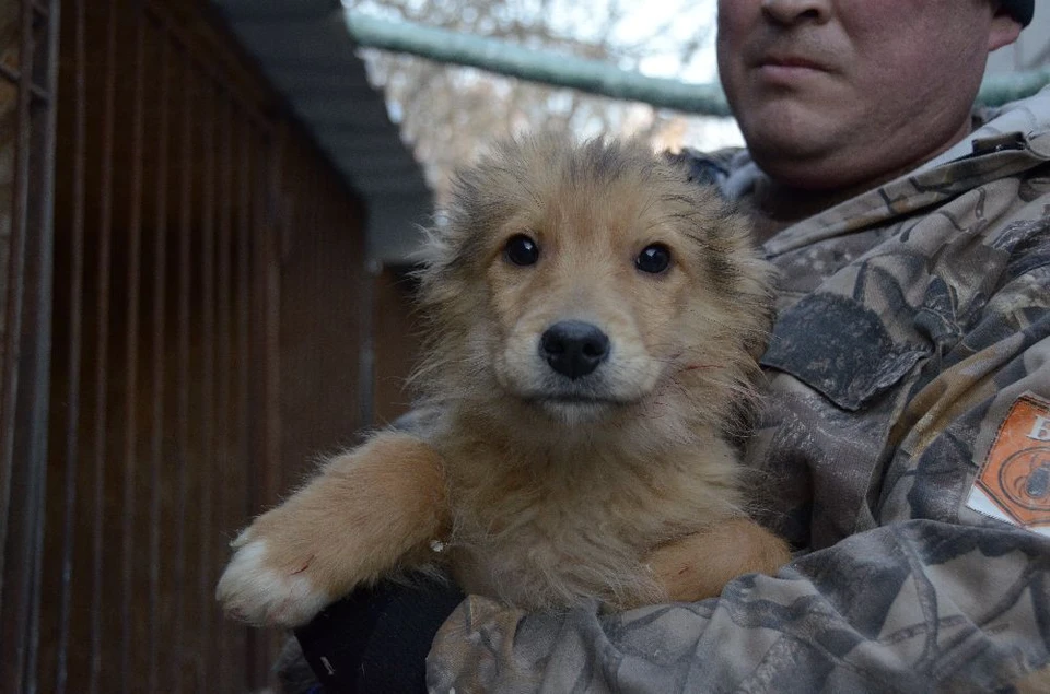 Купить щенка в тульской области. Приют для животных. Питомцы в Украине. Найдена собака Тульская область.