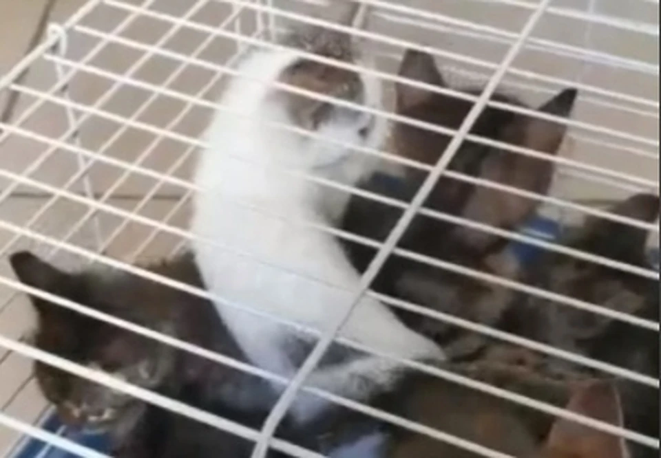 В Твери на помойке в коробке нашли 13 котят Фото: vk.com/tver_helpanimals/Оксана Кислород