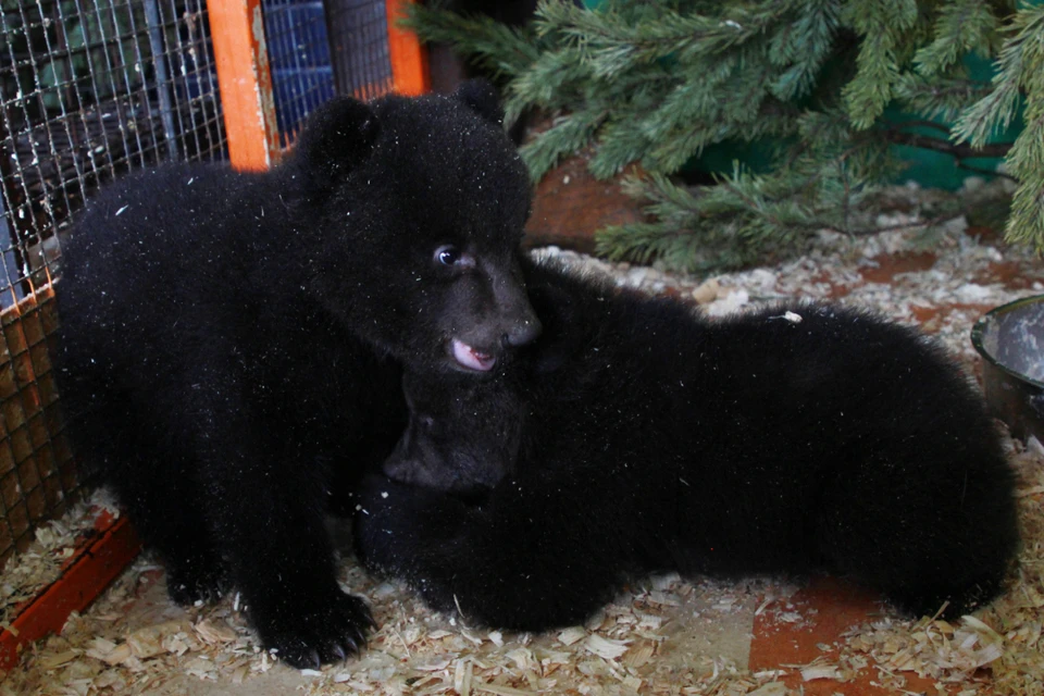 Двух медвежат-сирот приютили в иркутском питомнике «К-9»