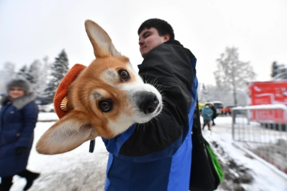 За щенка просили 17 тысяч рублей.