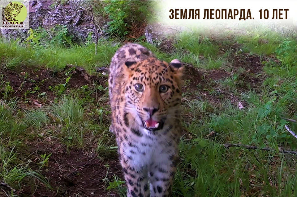 Премьера – уже в четверг. Фото: ФГБУ «Земля леопарда»