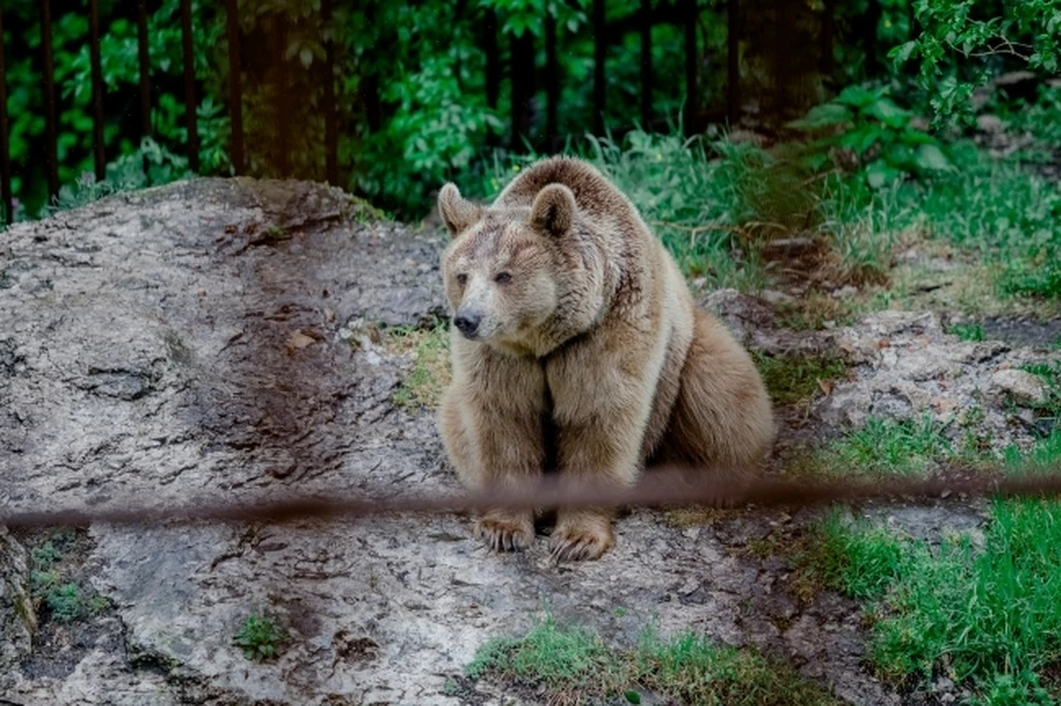 В минувшие выходные томичи видели медведей вблизи села Коларово.