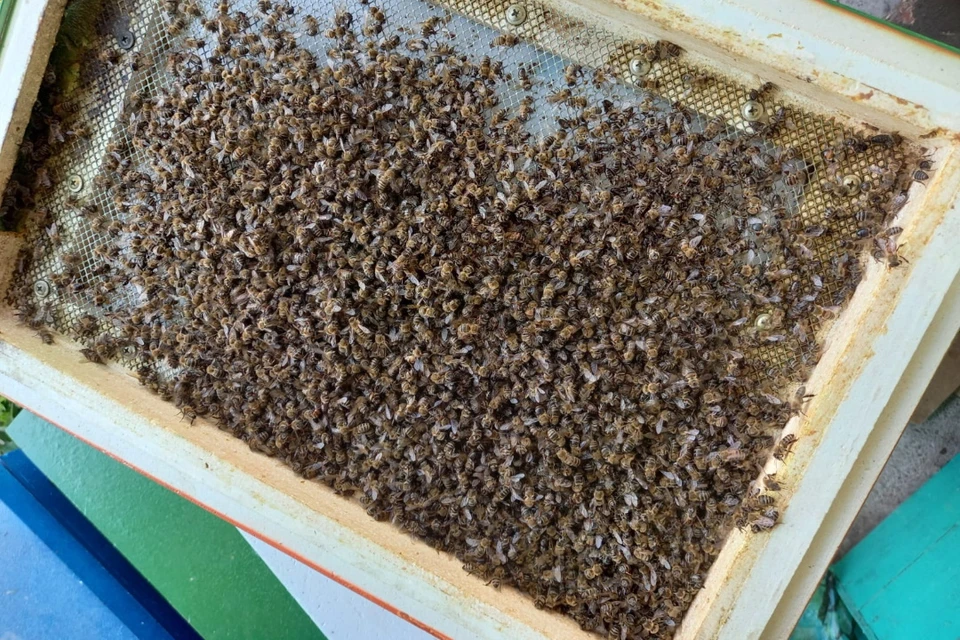 10 из 70 ульев пчеловода погибли. Фото: Сергей Кравченко.
