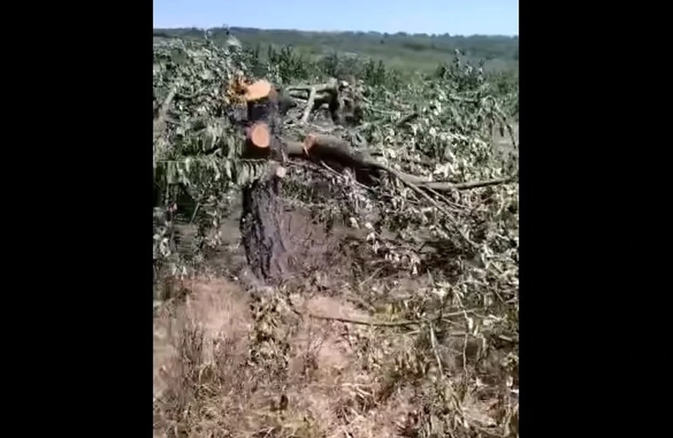 Молдавские фермеры начали выкорчевывать свои сады (Фото: скрин с видео).