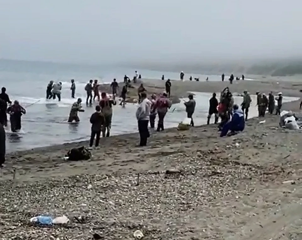 Фото: стоп-кадр видео телеграм-чат «Рыбаки Сахалина»