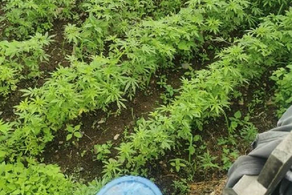 Житель Хабаровского края вырастил 336 кустов конопли на грядках с огурцами