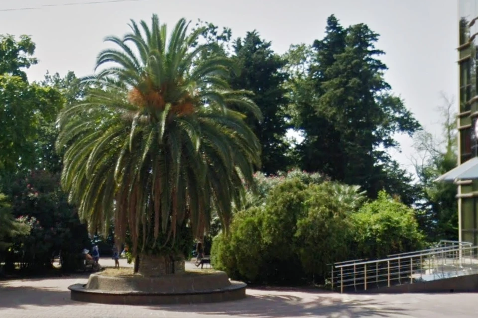 Парочка уединилась под пальмами, не стесняясь прогуливающихся в сквере людей. Фото: google.com/maps