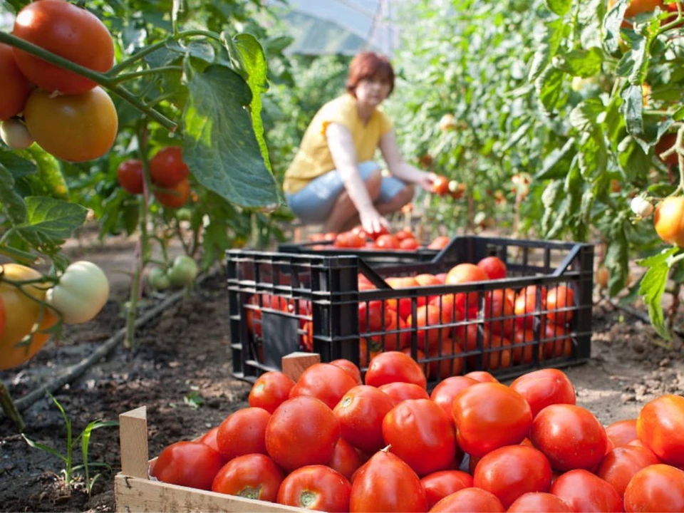 Евроквоты повышены, а урожая столько нет. Фото: Shutterstock/Fotodom