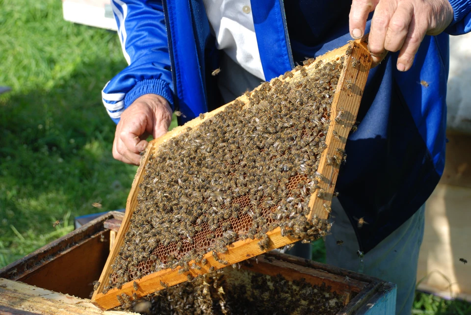 Пчеловоды и фермеры сумели договориться.