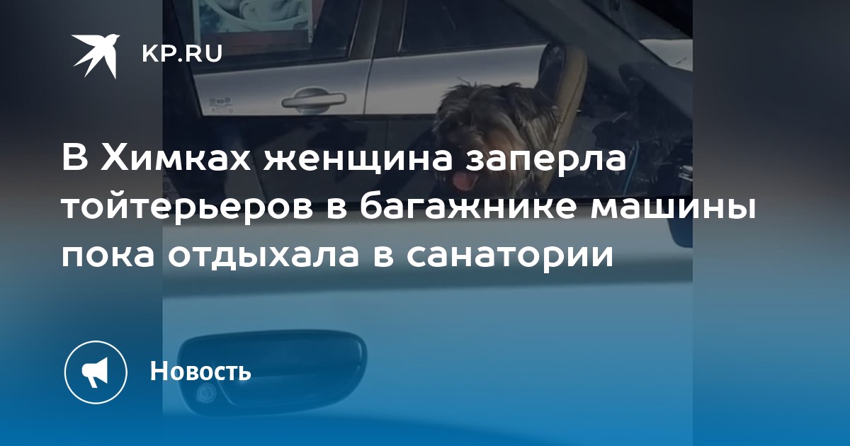 В Химках женщина заперла тойтерьеров в багажнике машины пока отдыхала в