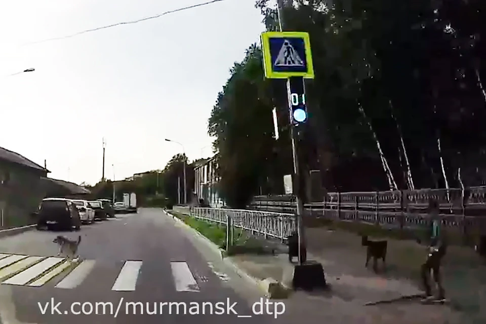 Ребенка спасли проезжавшие автолюбители и прохожие, которые отогнали стаю. Фото: скриншот видео