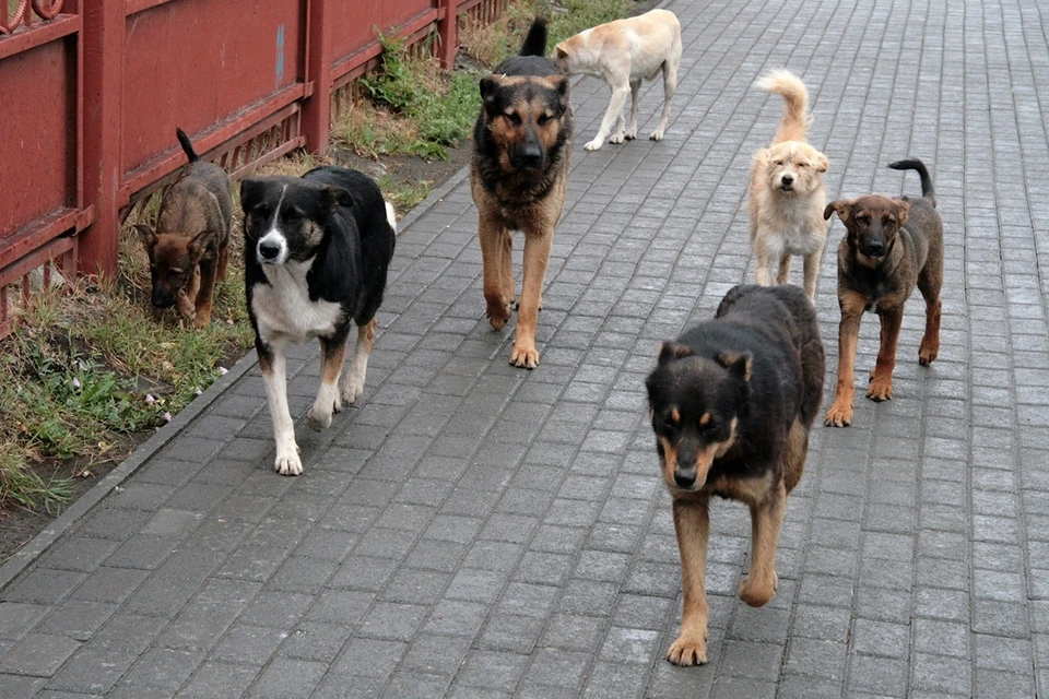 Жители города жалуются на агрессивные стаи собак.