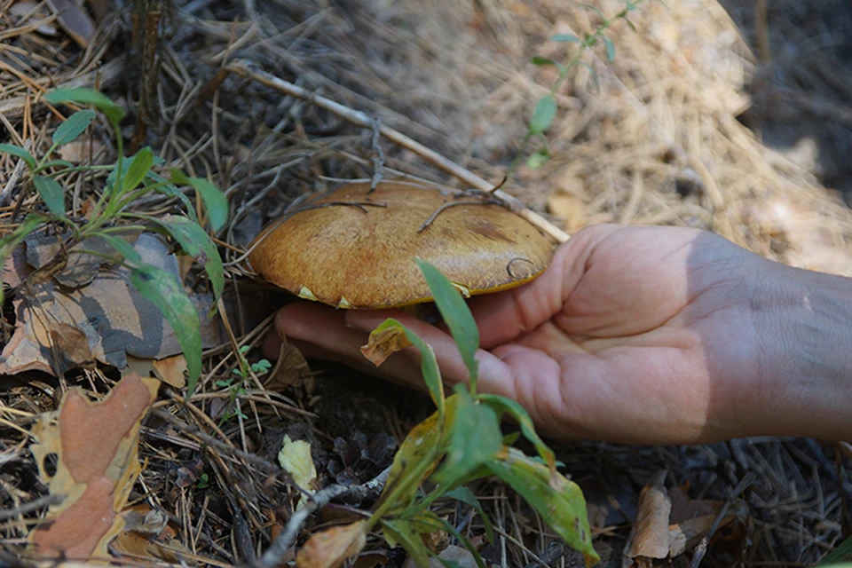 Сразу десять человек отравились грибами в Нижегородской области.