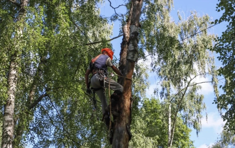Арбористы ведут спил аварийных деревьев на кладбищах Смоленска. Фото: пресс-служба администрации города.