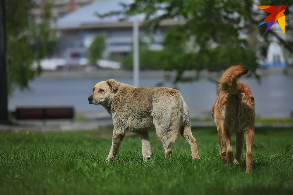Владельцев животных в Полярном предупреждают о разбросанной в городе отраве для собак.
