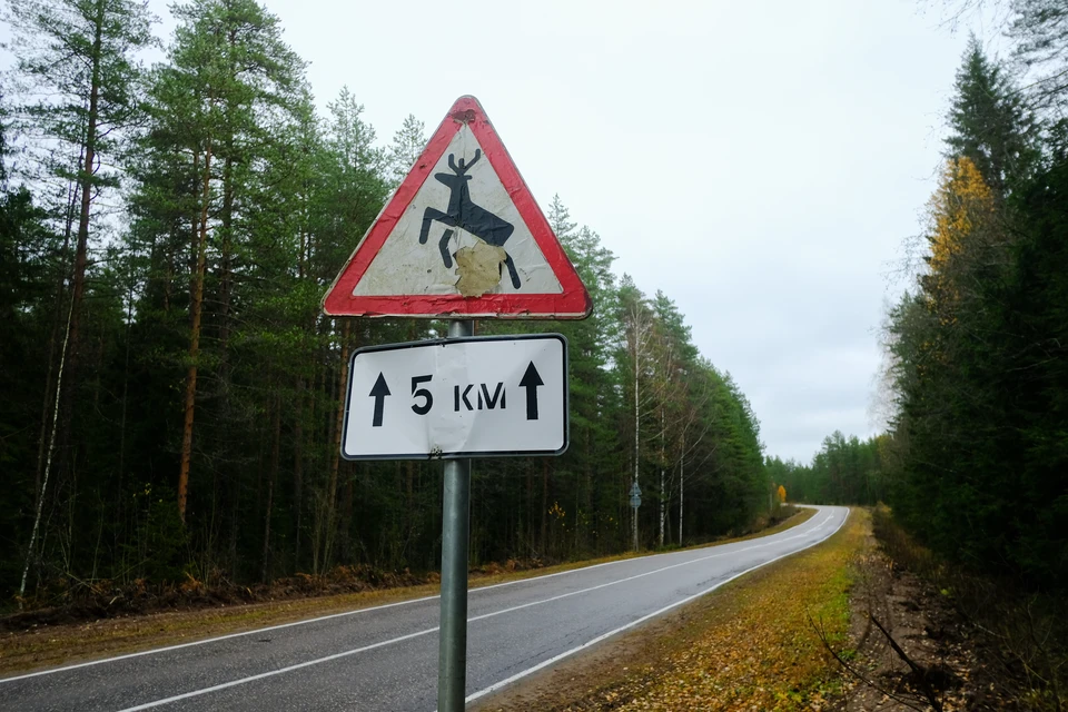 На севере Ленобласти сеткой от лосей защитили участок Мурманского шоссе длиной в 30 км