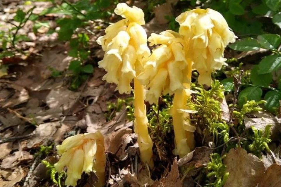 Необычные цветы-грибы выросли в парке Монрепо в Ленобласти / Фото: Олег Коновалов