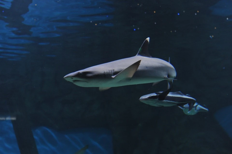 В морях Приморья встречается не меньше 12 видов акул.