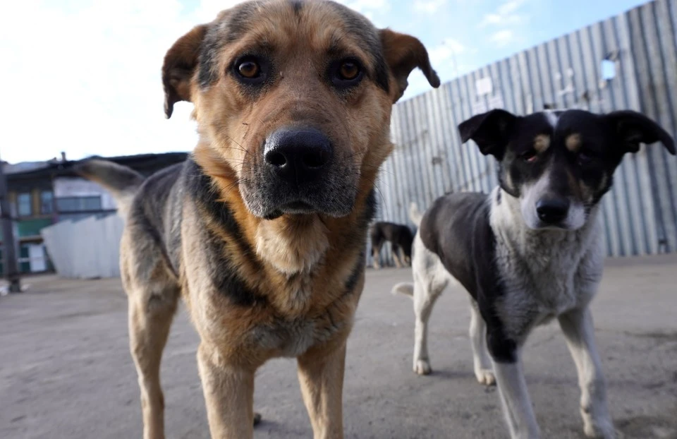 Уже месяц в Восточно-Кругликовском микрорайоне неизвестные убивают бездомных собак.