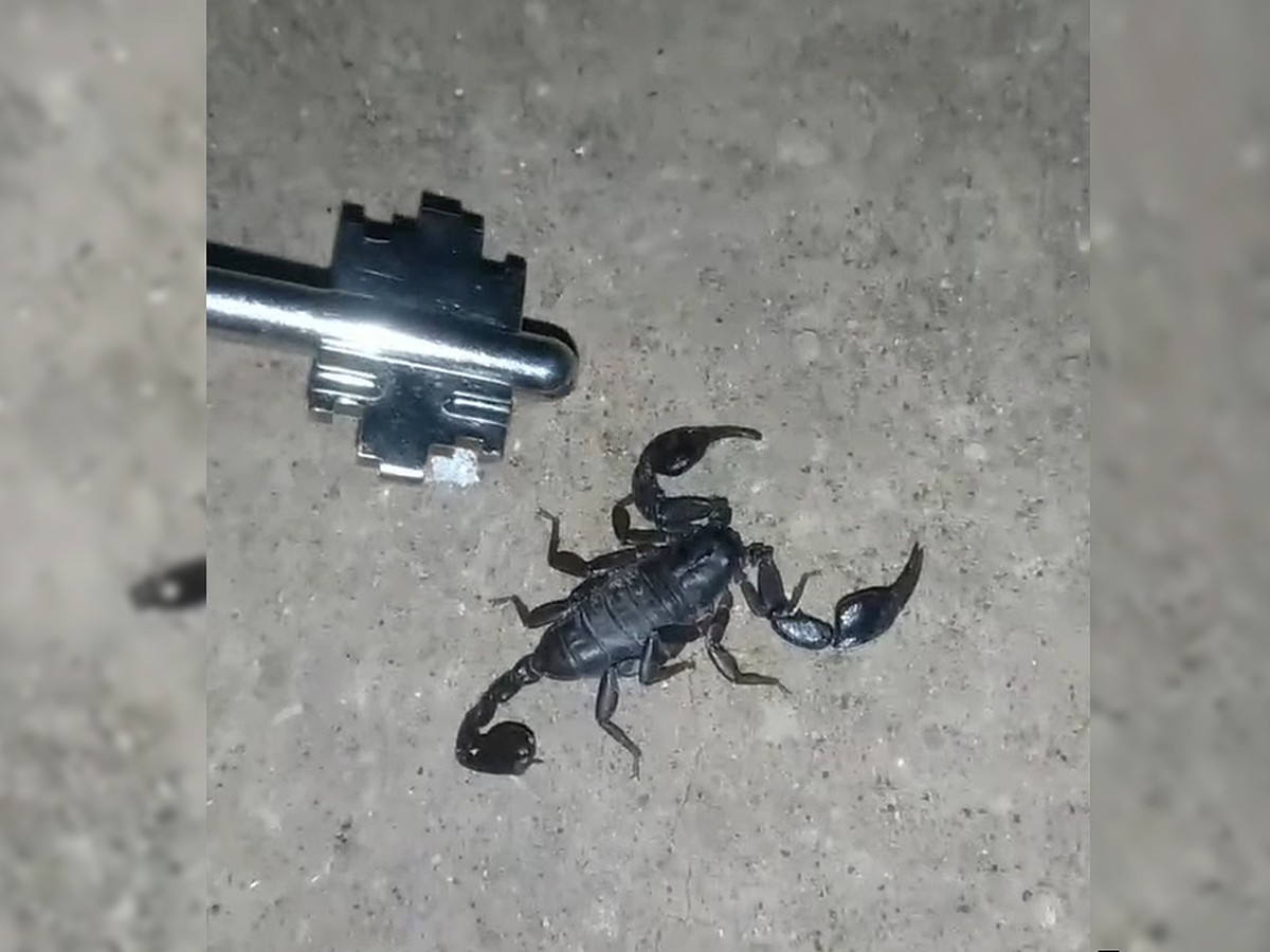 В Пермском крае возле детской площадки разгуливает черный скорпион - KP.RU