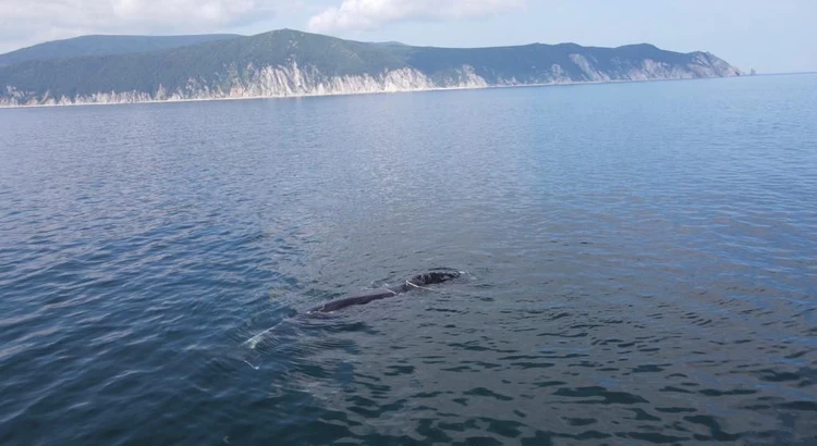 Не дает себя спасти: запутавшийся в снастях гренландский кит у Шантарских островов прячется на глубину