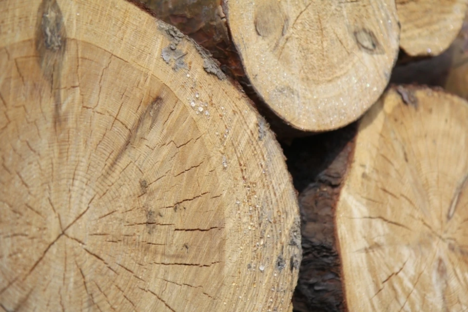 Контрабанду леса на 265 миллионов рублей выявили в Иркутской области