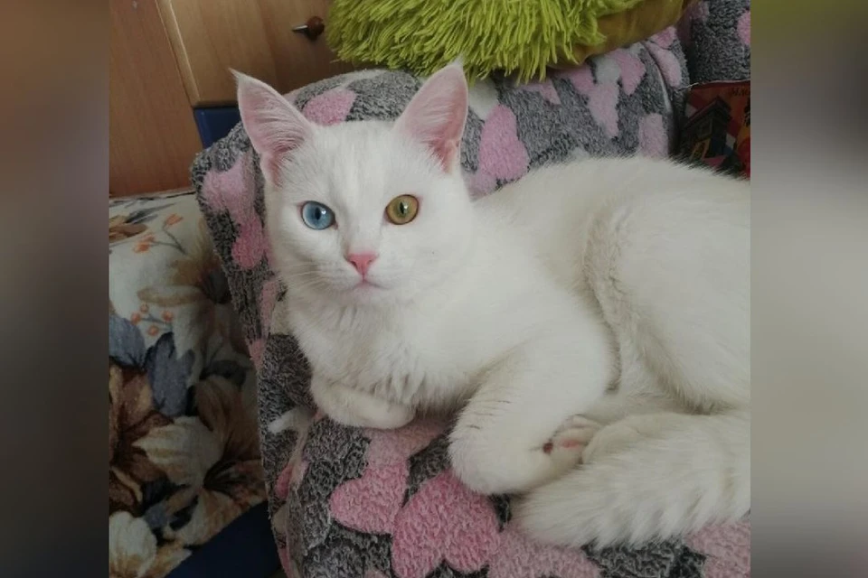 У кота разноцветные глаза. Фото: предоставлено Натальей