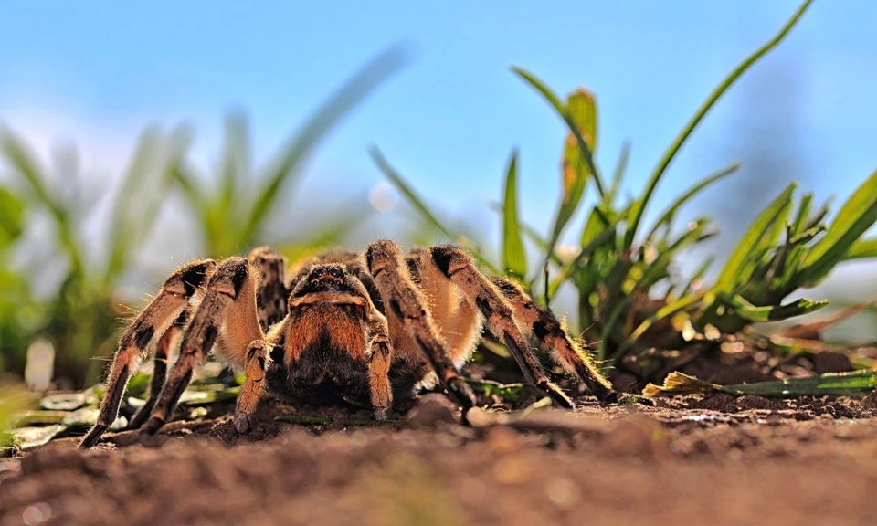 На территории Самарской области обитает южнорусский тарантул. Фото: Александр Кузовенко