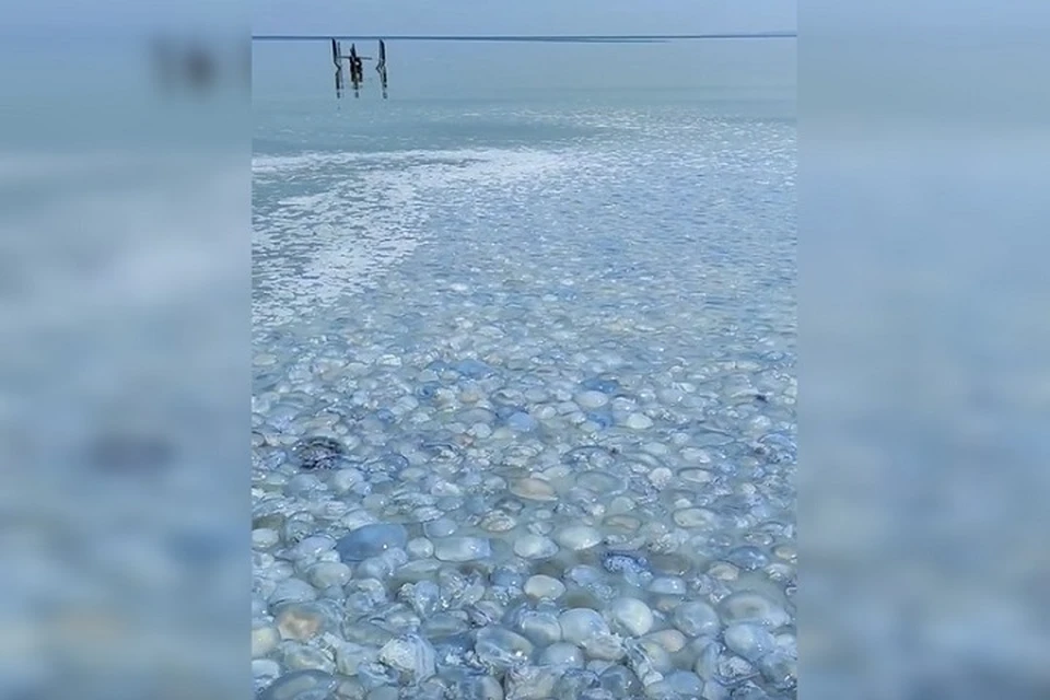 Медузы у побережья Щелкино. Фото: скрин из видео/Константин Ткаченко