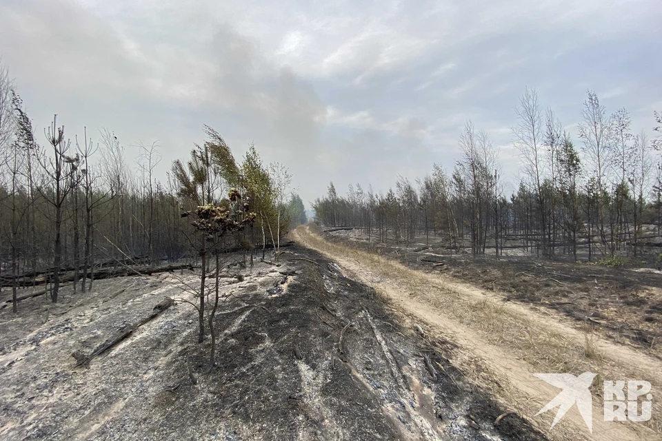 Лесной пожар в Рязанской области возник по естественным причинам.
