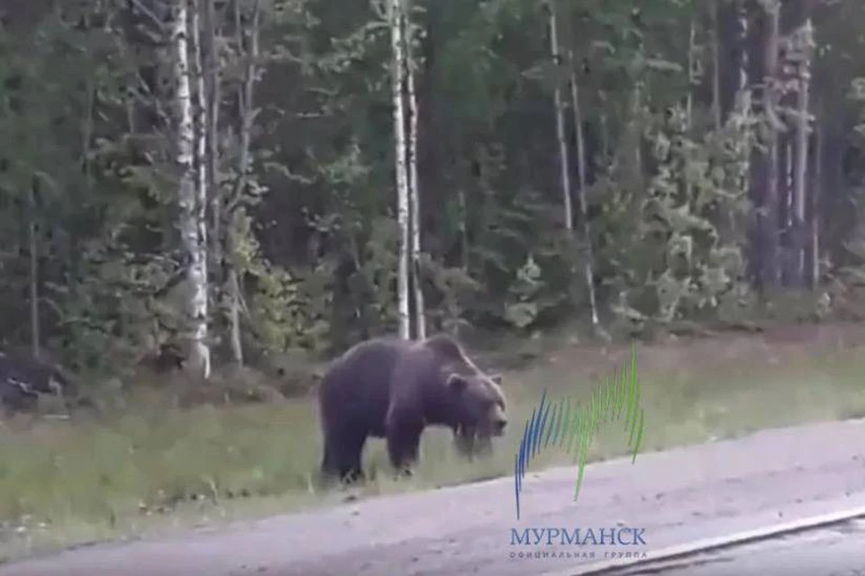 Медведя часто видят у дороги на аэропорт. Фото: t.me/groupmurmansk