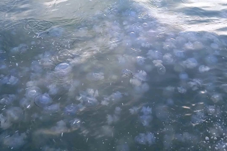 Плотность медуз в Азовском море снизилась по сравнению с 2021 годом. Фото: «АЗНИИРХ».