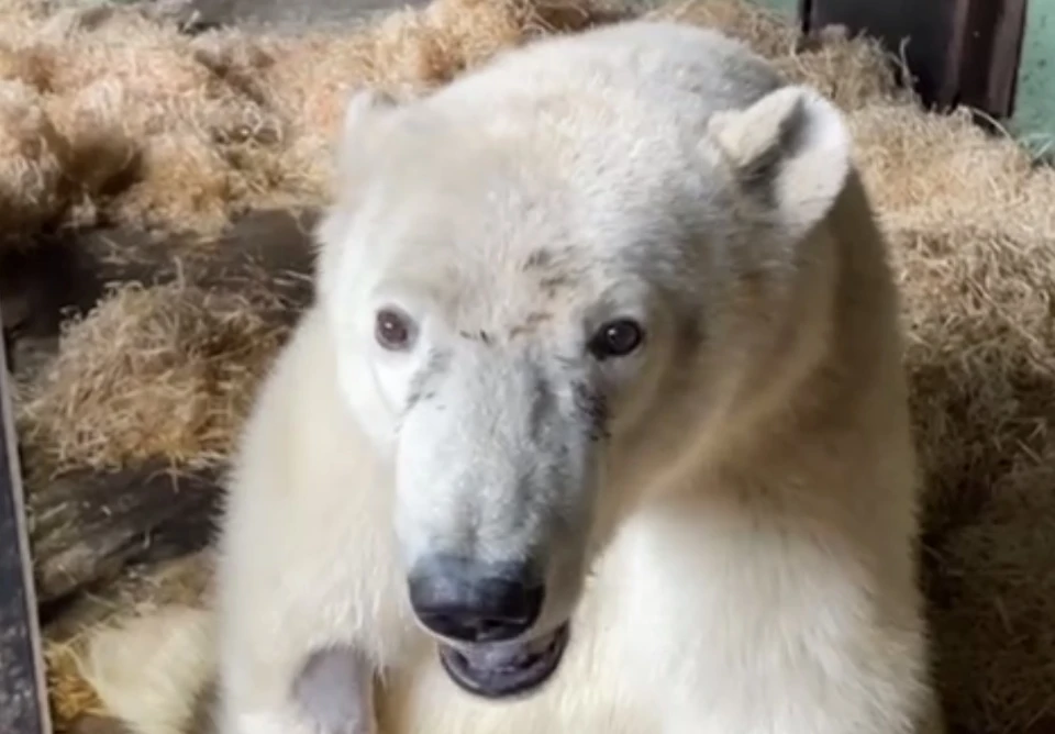 Фото: скриншот из видео Светланы Акуловой