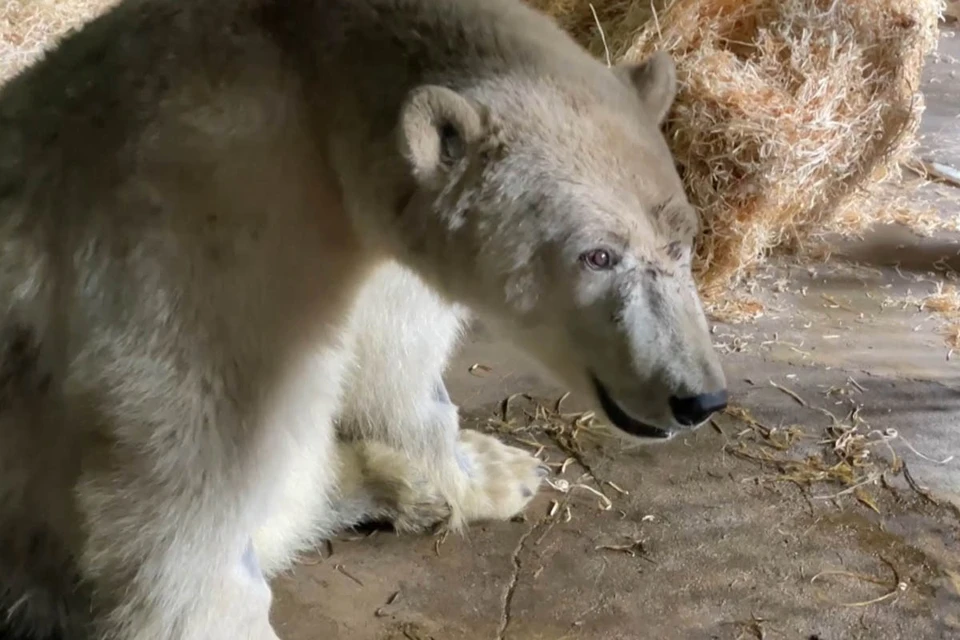 Медведю Диксону каждый день щедро наваливают искусственного снега в вольер сотрудники Московского зоопарка.
