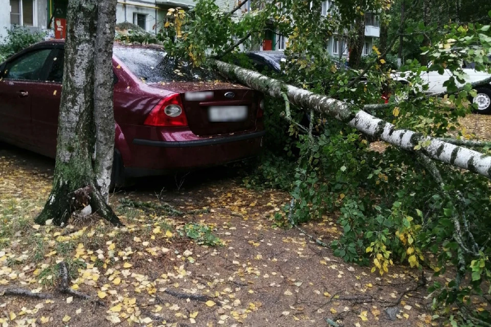 Берёза упала на "Форд". Фото: vk.com/konakovo_news/Ирина Борисенко