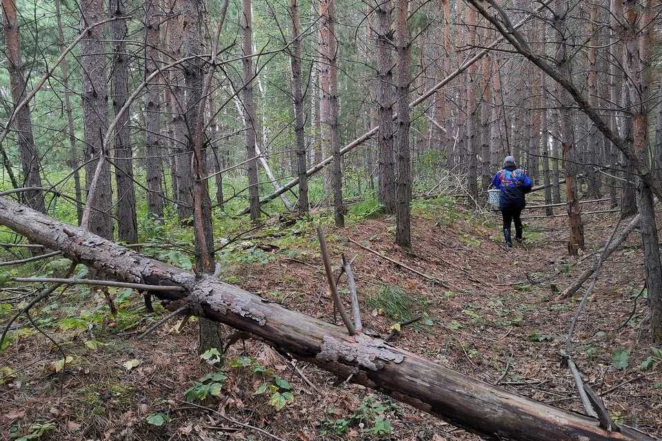 В Железногорске полиция, спасатели и волонтеры всю ночь искали в болоте пятерых ягодников