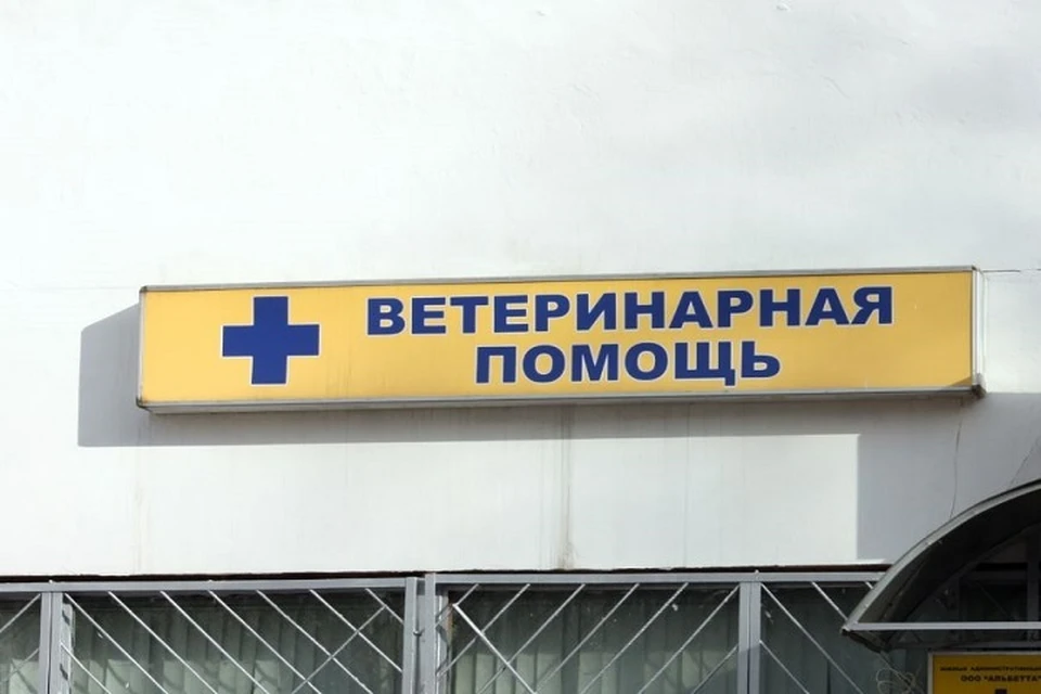 Пса Маршала сейчас поддерживают всеми необходимыми лекарствами
