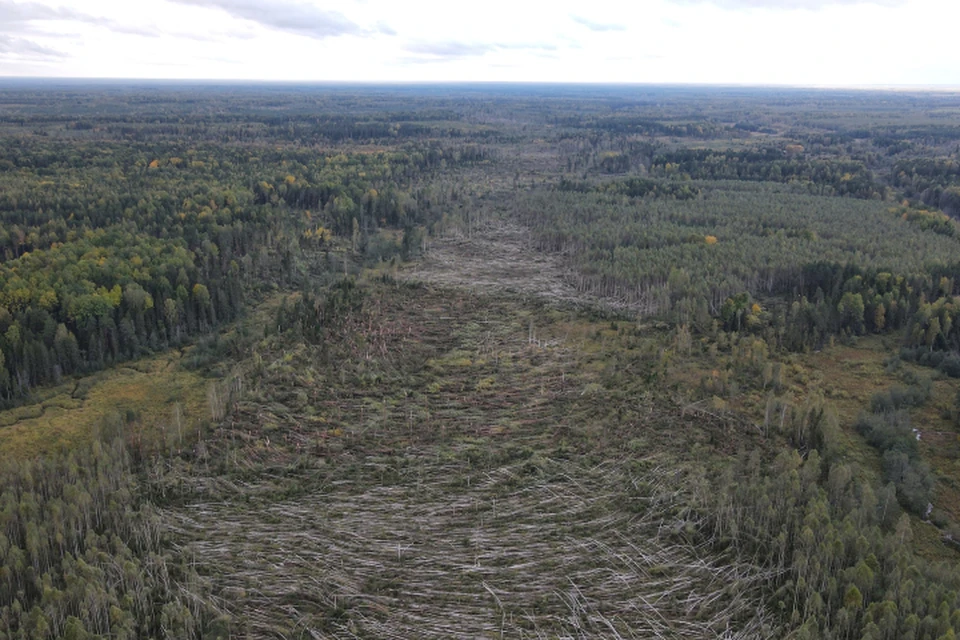 Смерч прошел по Шабалинскому району, повалив лес. Фото: Константин Ложеницын
