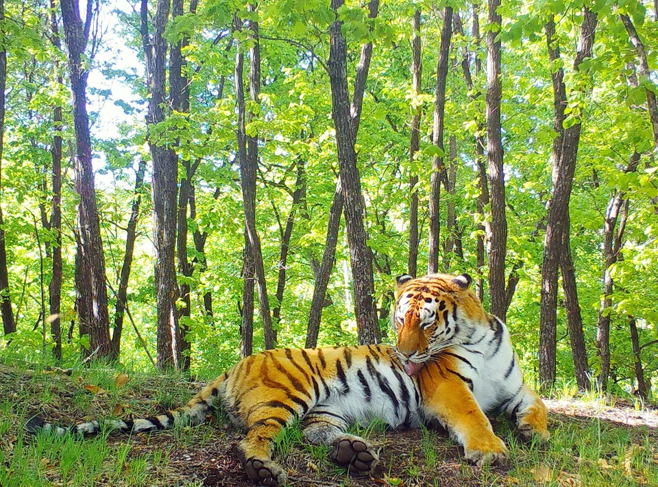 Снимок полосатого с фотоловушек. Фото: ФГБУ «Земля леопарда»
