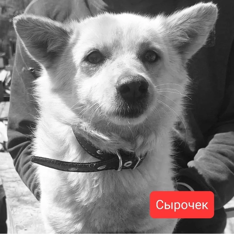 фото: ХелпДог64